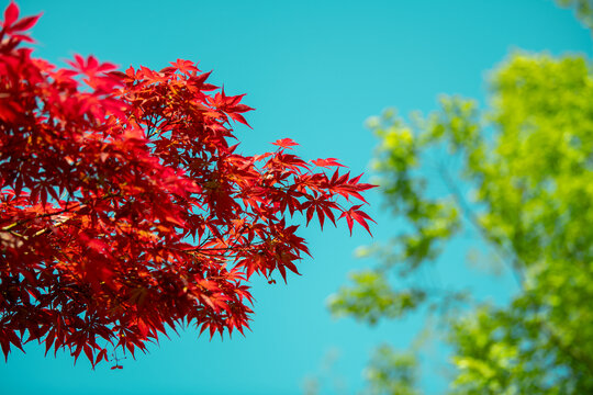 春天红色枫叶