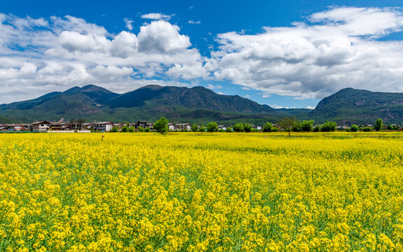 丽江拉市海景区花海油菜花开