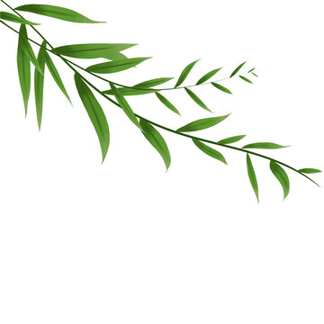 绿色柳枝柳叶