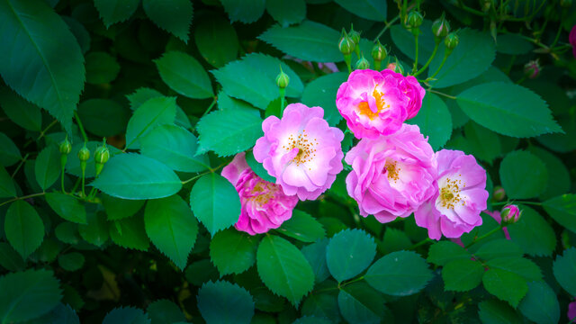 高清蔷薇