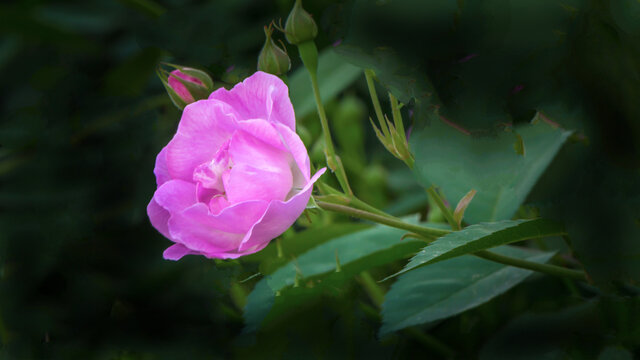 蔷薇花开