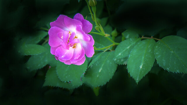 蔷薇花卉特写