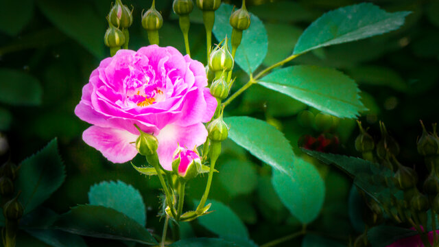 蔷薇花卉特写
