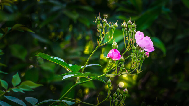 蔷薇花卉特写