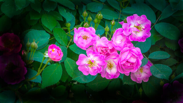 蔷薇花卉特写