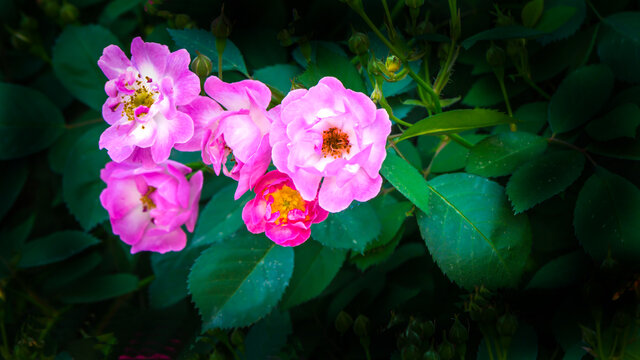 蔷薇花卉特写