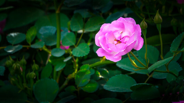 蔷薇花卉特写