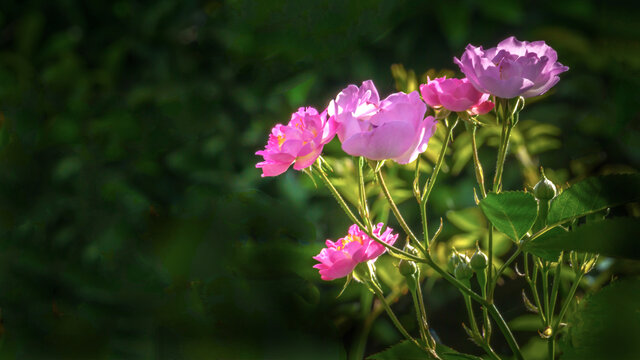 蔷薇花卉特写