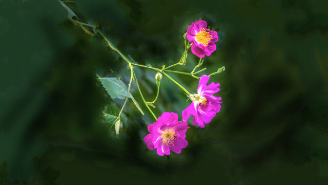 高清蔷薇