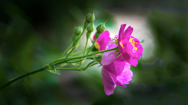 蔷薇花开