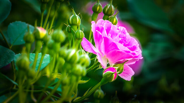 蔷薇花开