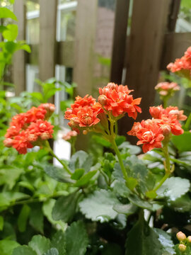长寿花