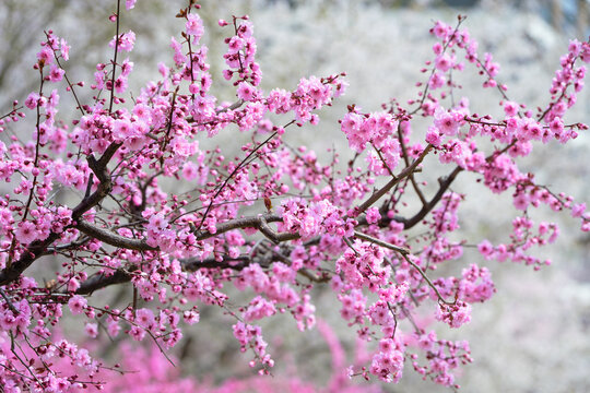 龙王塘樱花园里盛开的粉红梅花