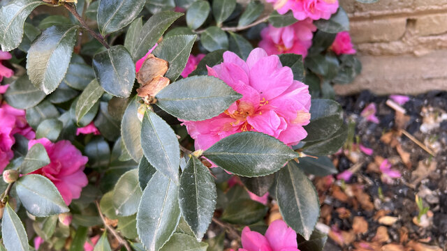 茶梅
