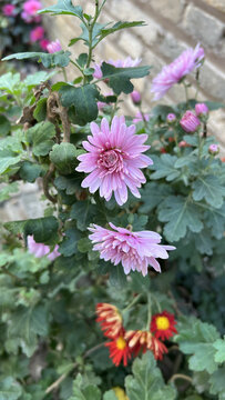 千头菊