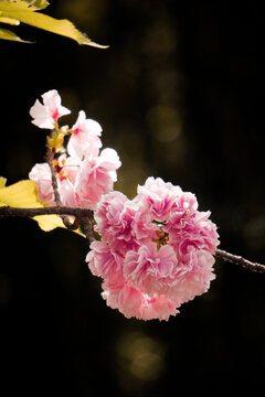 金丝桃花