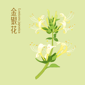 金银花