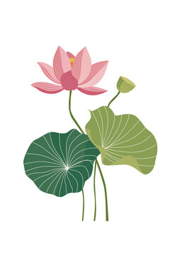 荷花矢量插画