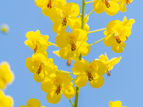 云实开花
