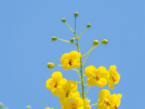 云实开花