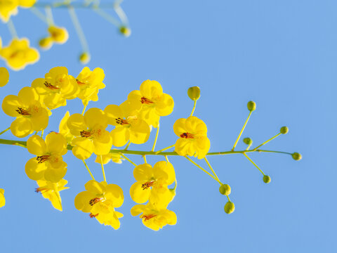 云实开花