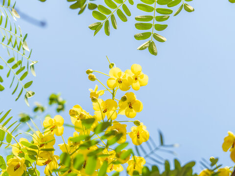 云实花