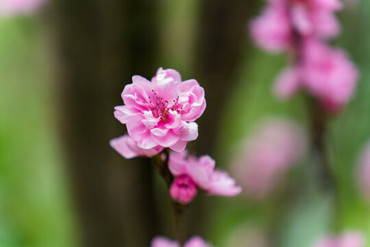 梅花红色梅花粉色梅花春天梅花特写春意