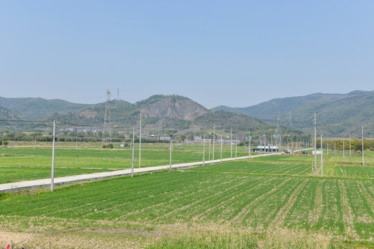 农田麦田