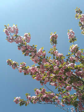 樱花