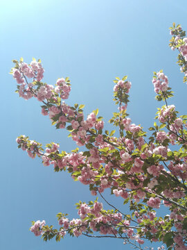 樱花