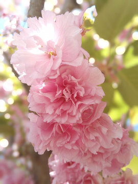 樱花