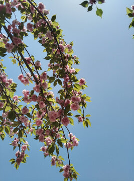 樱花