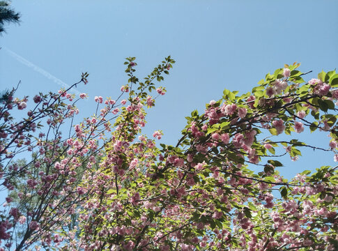 樱花