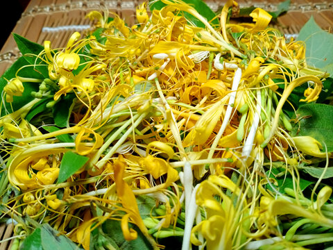 金银花