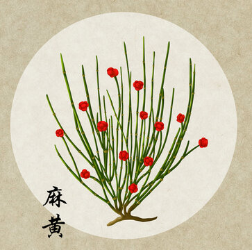 中草药麻黄