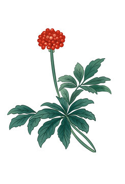 草药三七插画元素