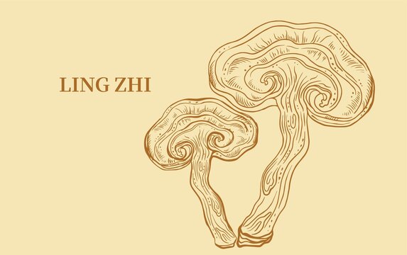 灵芝