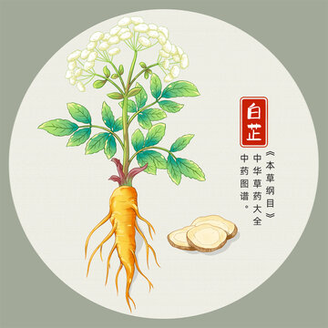白芷插画手绘