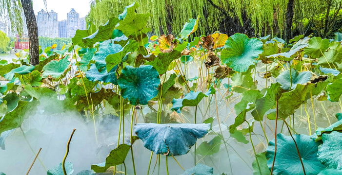大唐芙蓉园莲花池