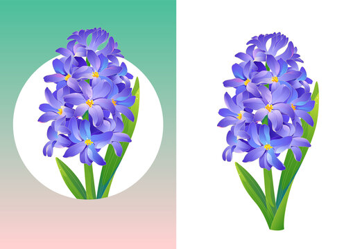 风信子矢量插画