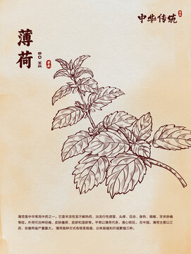 手绘薄荷线稿