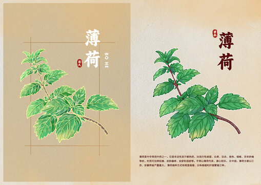 手绘薄荷中医草药