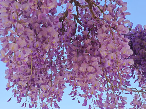 紫藤花