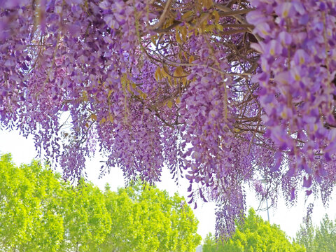 紫藤花