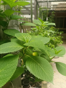 绣球