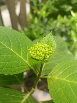 绣球花苞