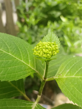 绣球花