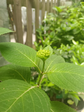 绣球花苞