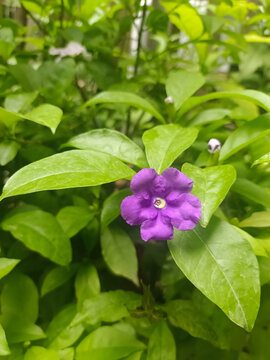 双色茉莉