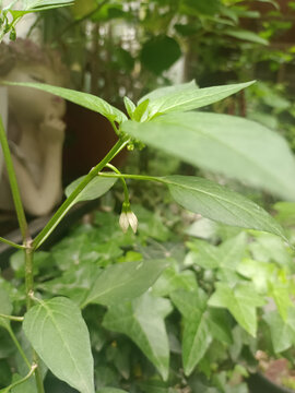辣椒苗辣椒花